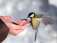 fot. shutterstock. Źródło: www.ekologia.pl. Dokarmianie ptaków zimą 